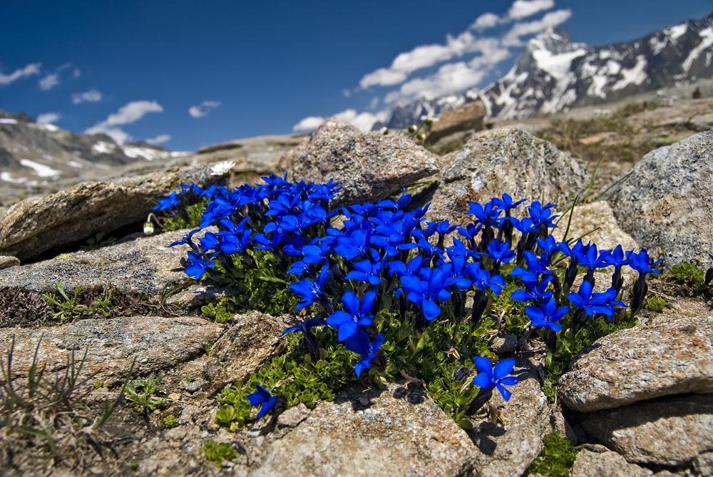 Alpine Blue Apartments Griesen Kamer foto